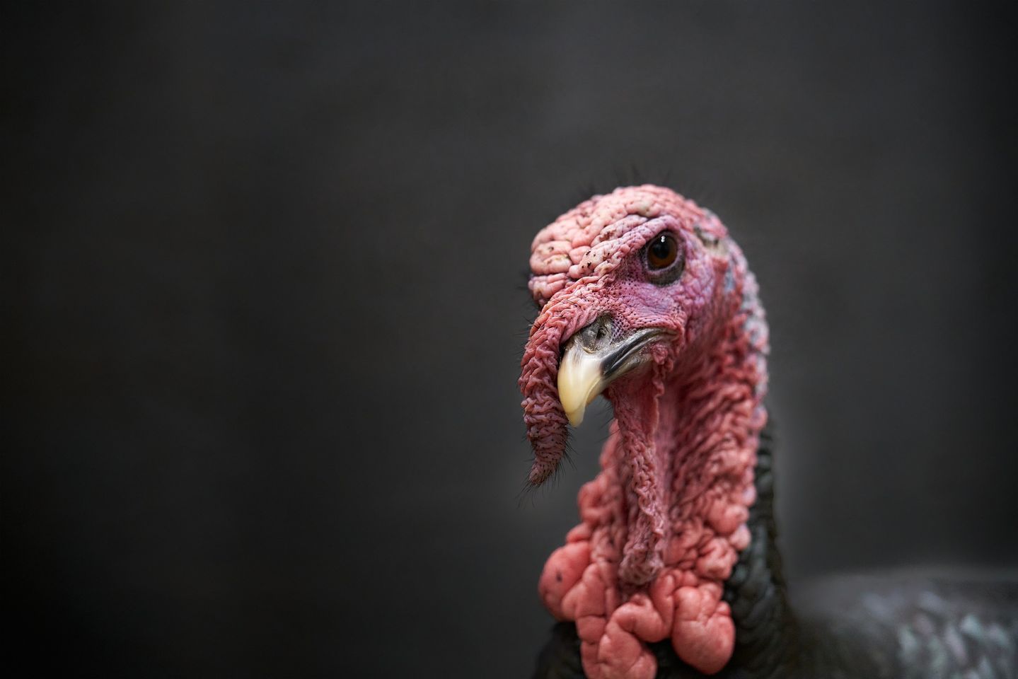 LDWF 2023 Turkey Season Produced Another Higher Than Average Harvest
