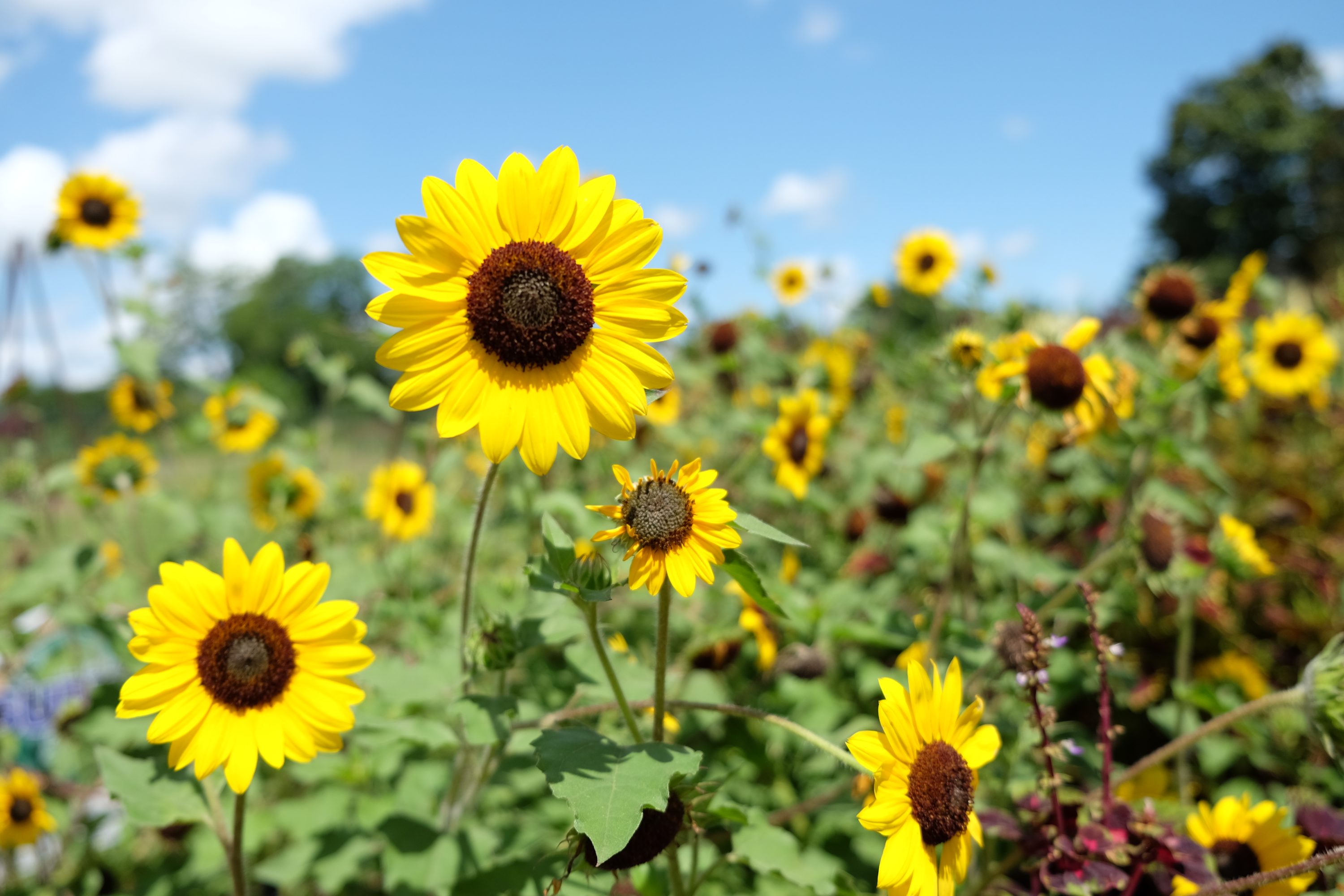 Suncredible Saturn sunflower named summer 2023 Louisiana Super Plant – The  Times of Houma/Thibodaux