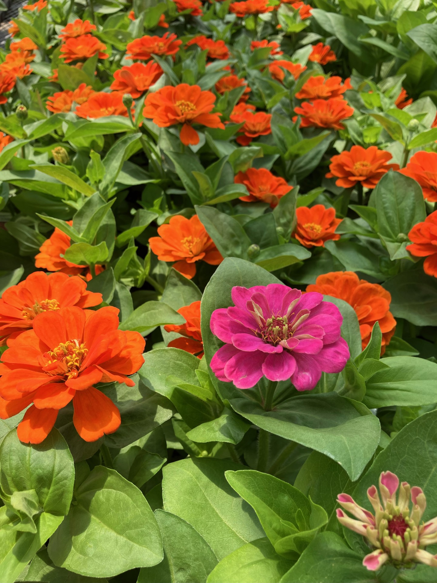 Zesty zinnias named Louisiana Super Plant for spring 2024 – The Times ...